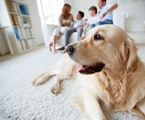 Pet Stain and Pet Odor Control